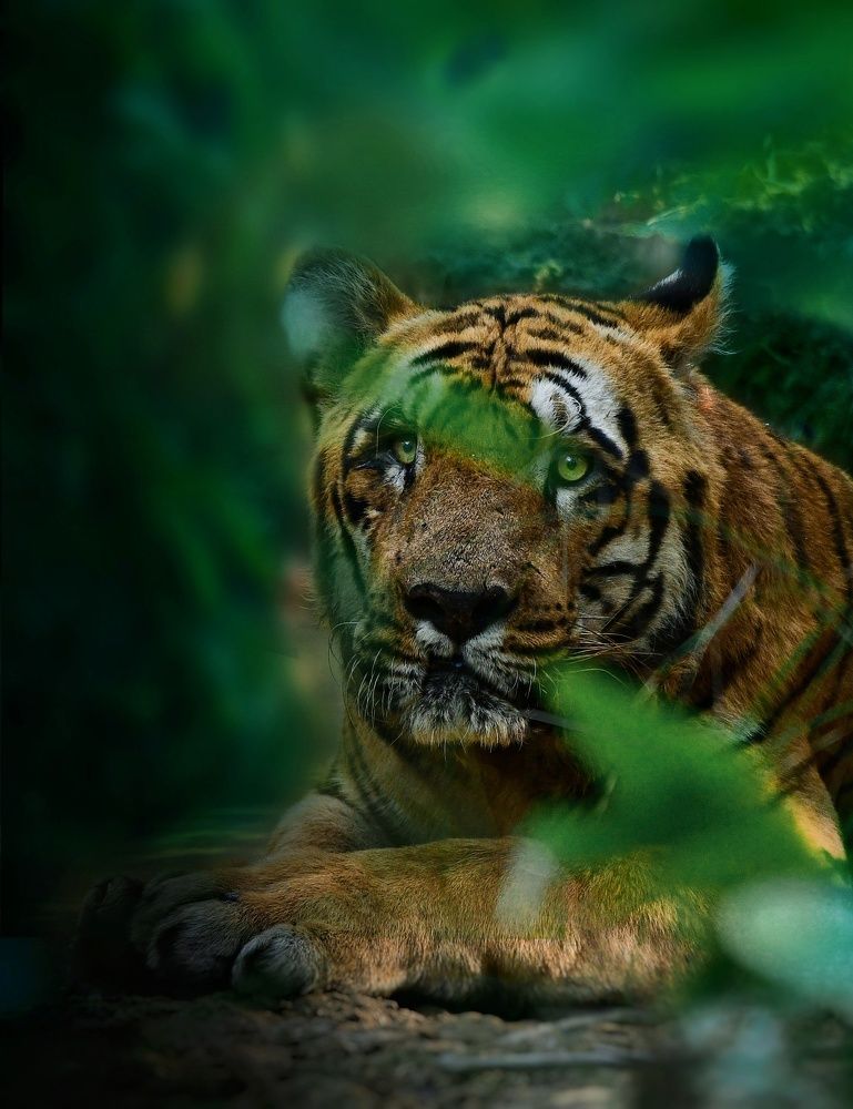 Photograph by Roshan Dhotre