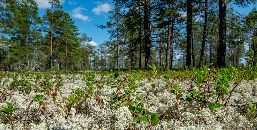 Ягельные поляны - вкусности для оленей