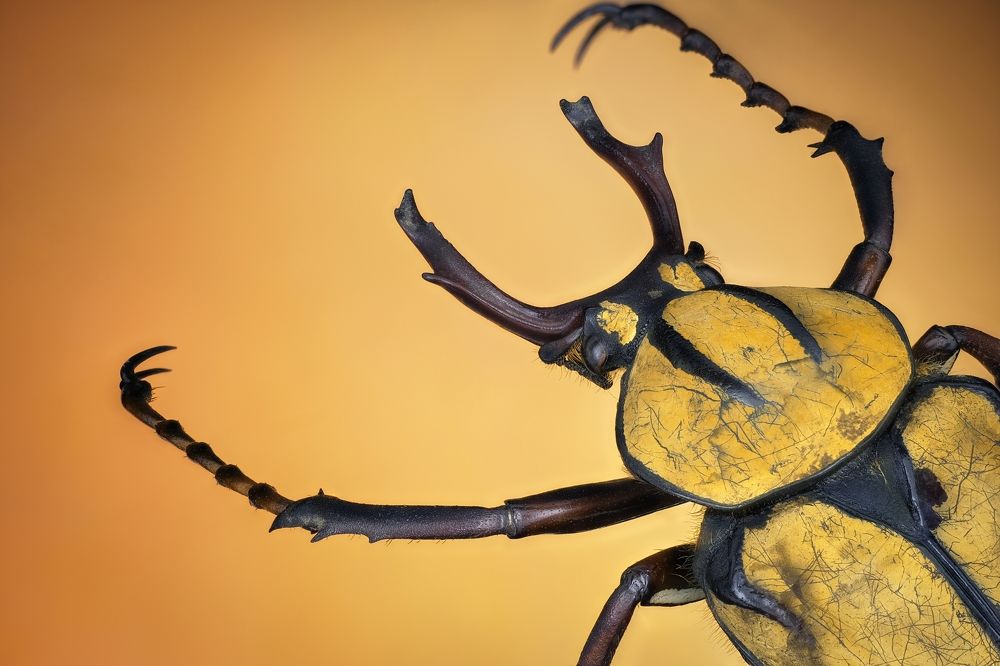 Photograph by Антон Орленко