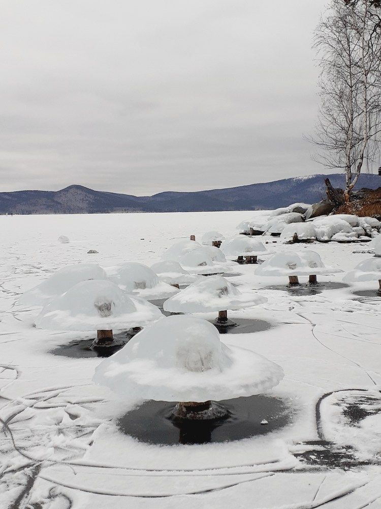 Зимние грибы на озере Тургояк декабрь 2021