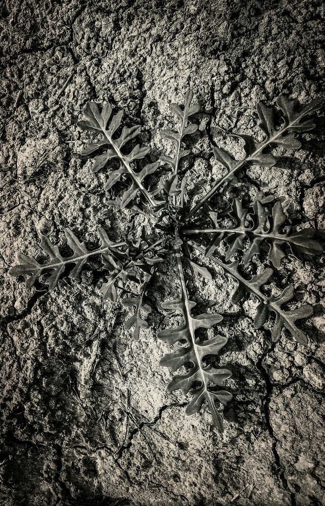 Photograph by Muhammad Fahad Bashir