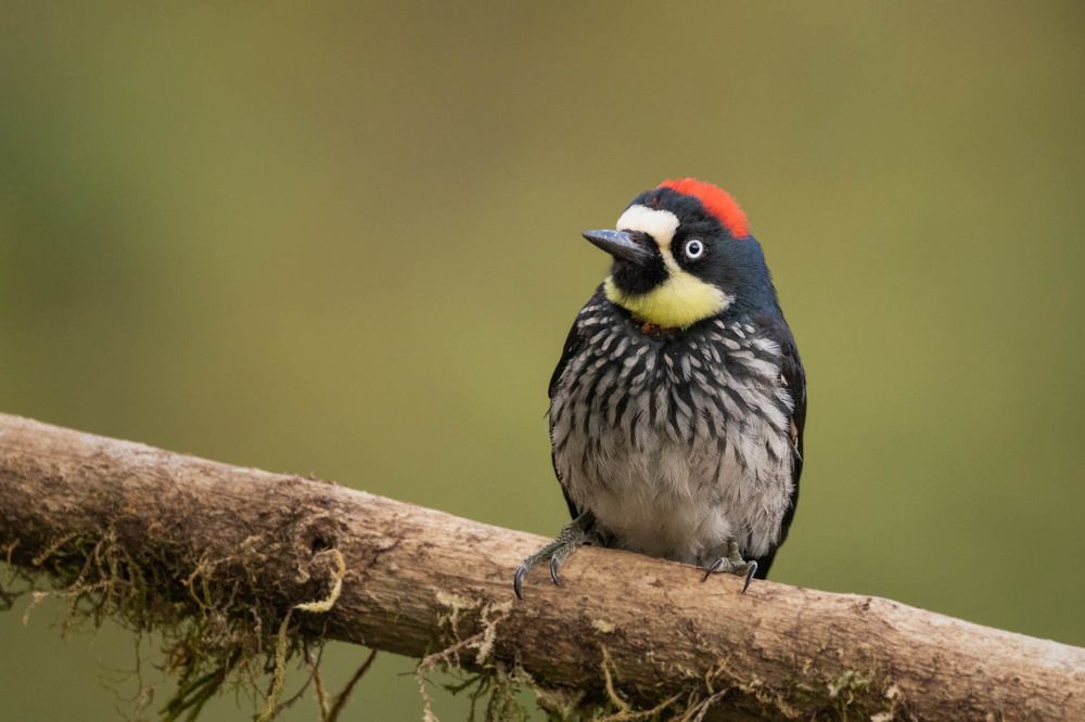 Photograph by Silvia Koopmans