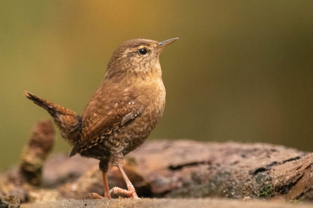 Photograph by Silvia Koopmans