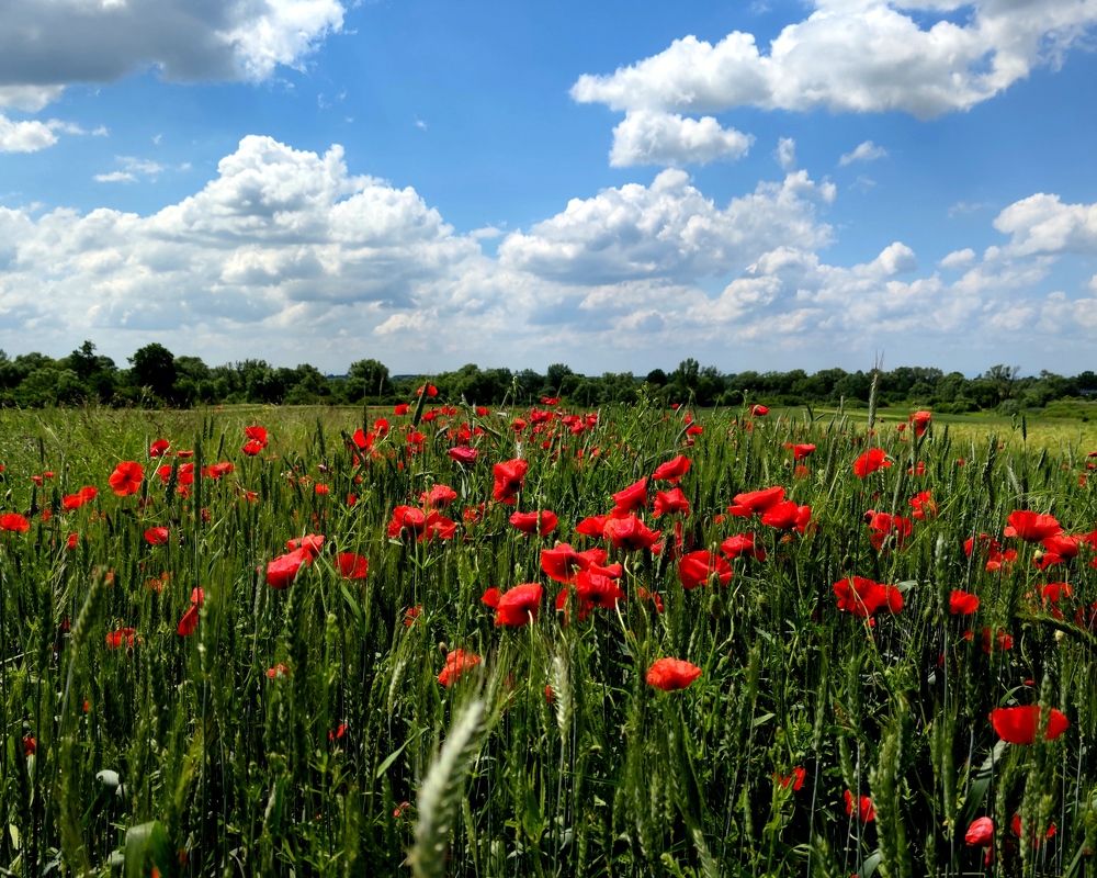 Photograph by Инна Макарчук