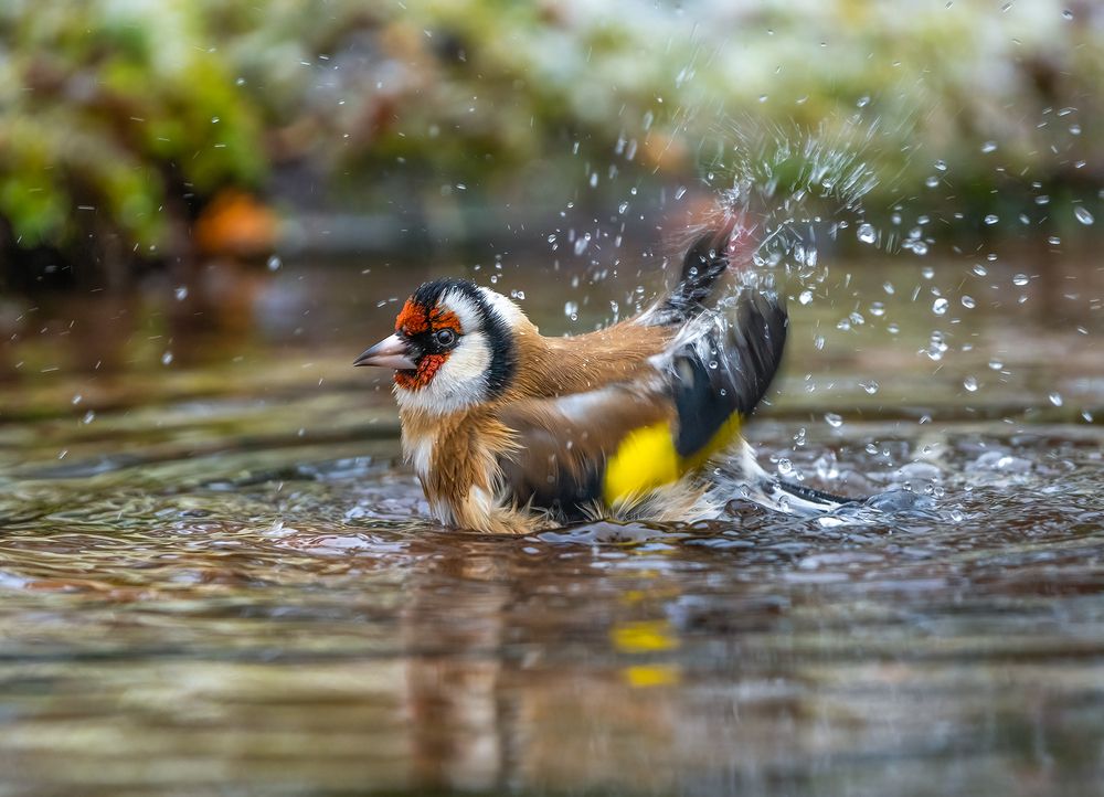 Photograph by Игорь Кляхин