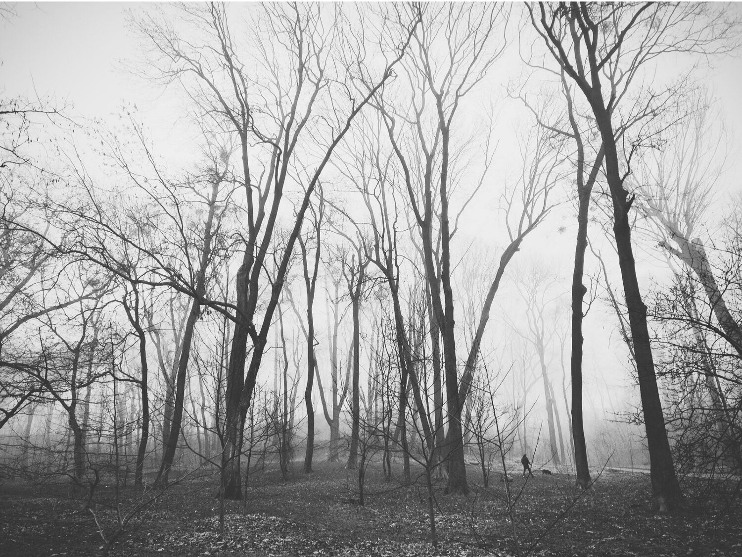 Photo #6888704