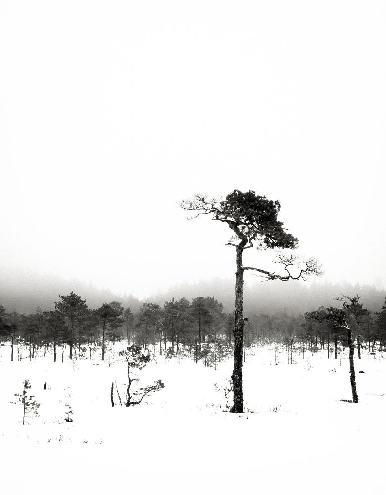 Photograph by Андрей Жуков