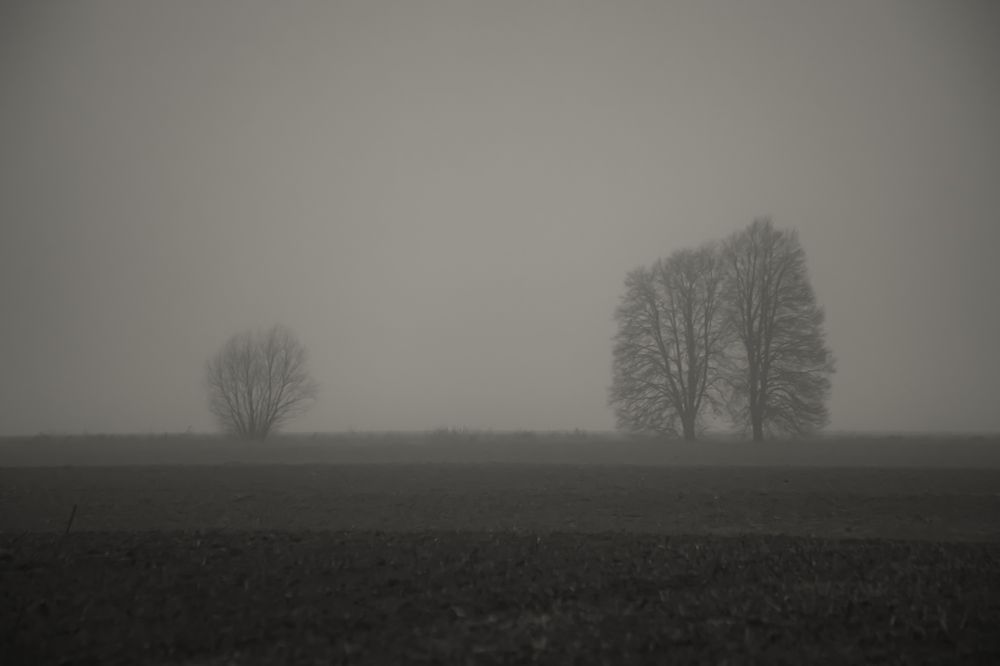 In the winter fog