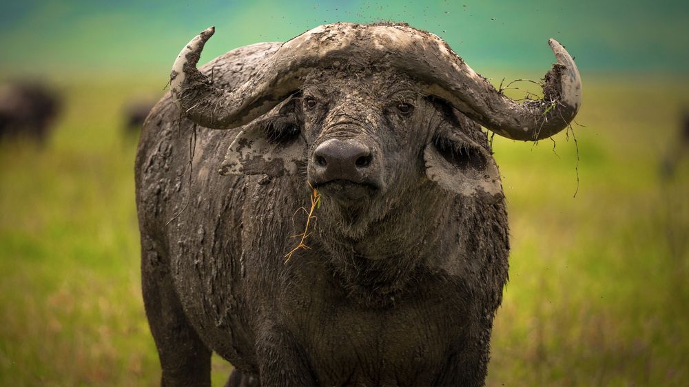 Photograph by Artem Khazov