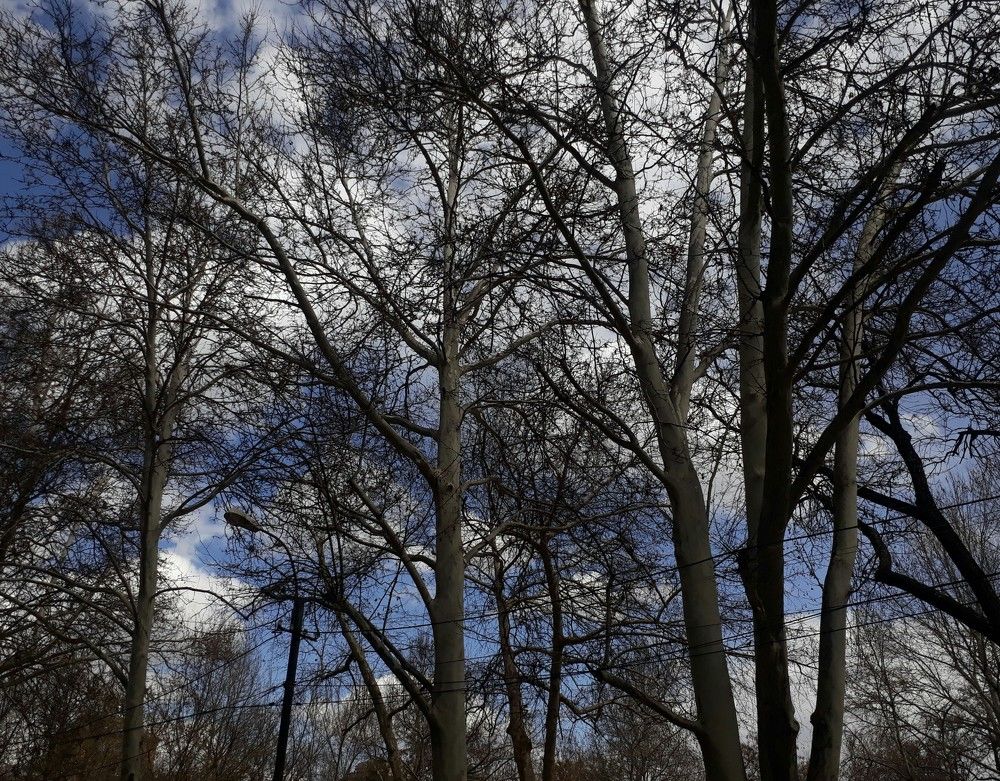 Деревья и небо