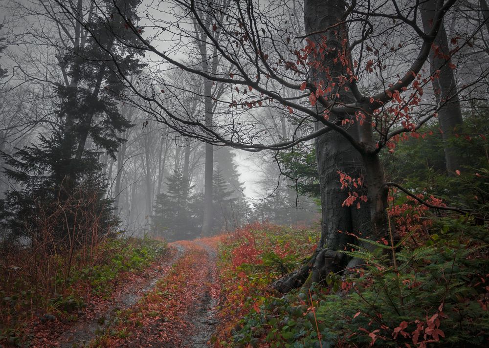 Photograph by Іван Кочержат