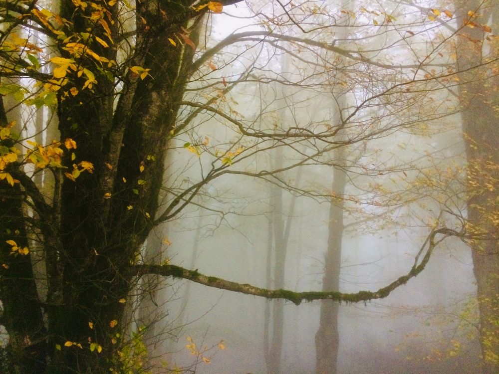 Photograph by hanie rashidi