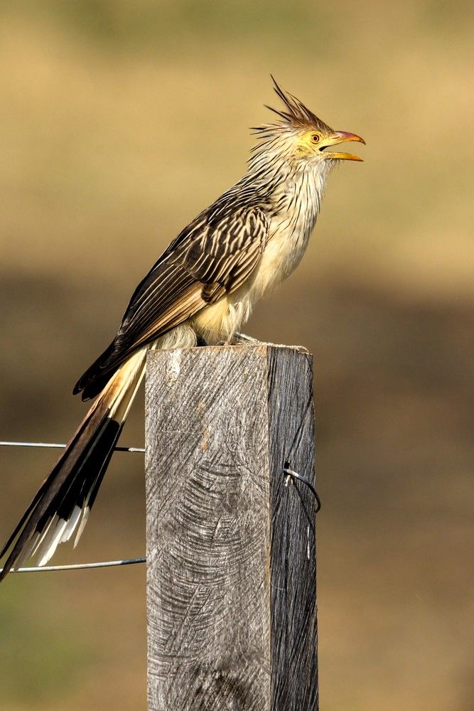 Photograph by Eduardo Bom
