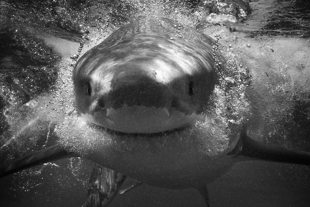 Photograph by Ceci Gutierrez