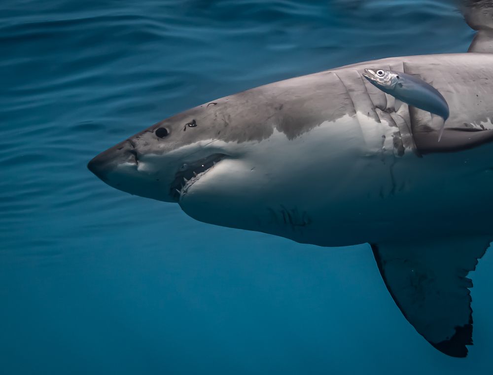 Photograph by Ceci Gutierrez