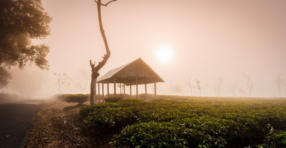 Photograph by Shakti brata Bhattacharjee