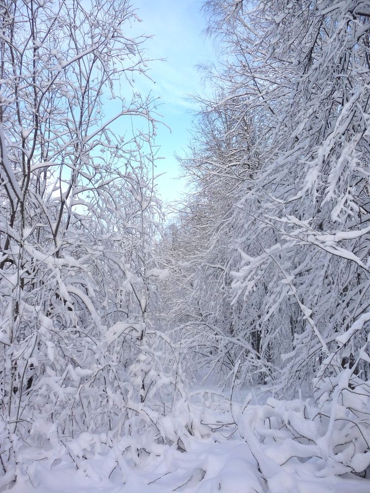 Фотография автора Клавдия Васильева