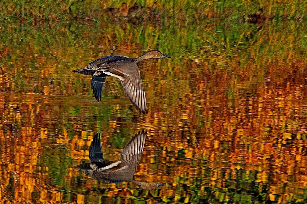 Photograph by Александр Велигура