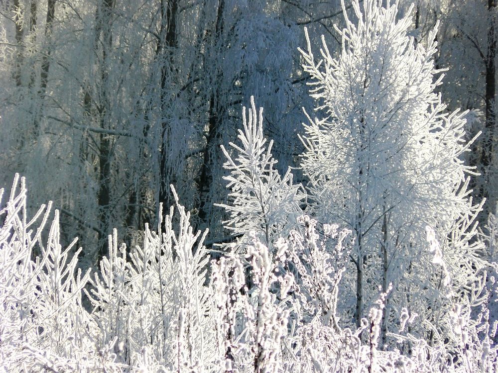 Photograph by леонид натапов