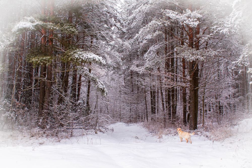 Фотография автора Александр Буренко