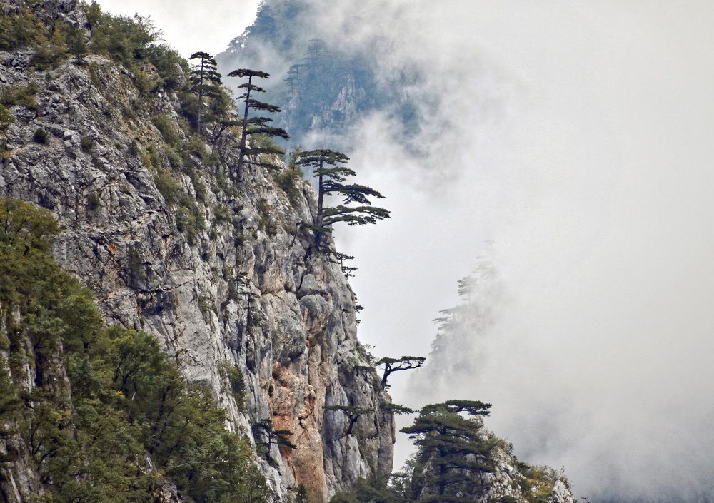 Туман в горах Черногории.