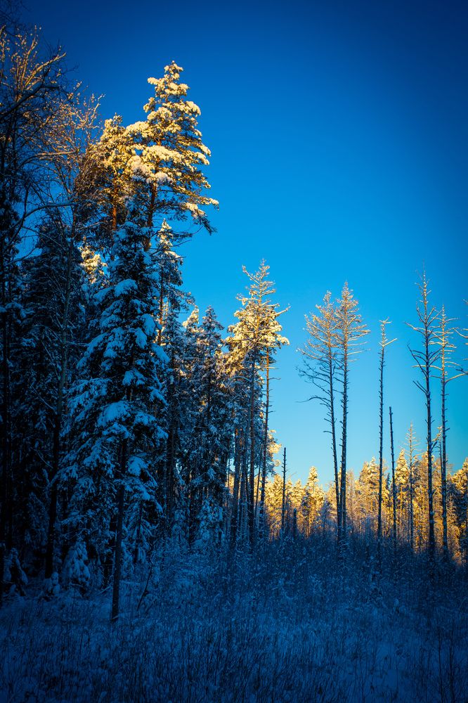 Фотография автора Виталий Зейфер