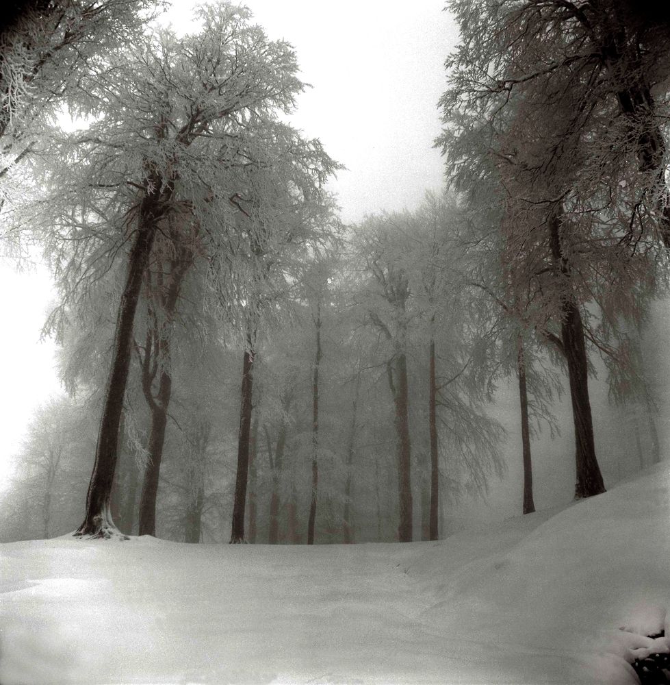 Photograph by Muzaffer Sütlüoğlu