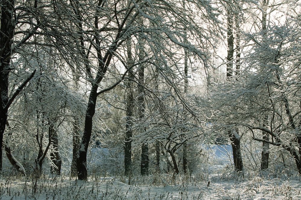 Photograph by Любовь Головина