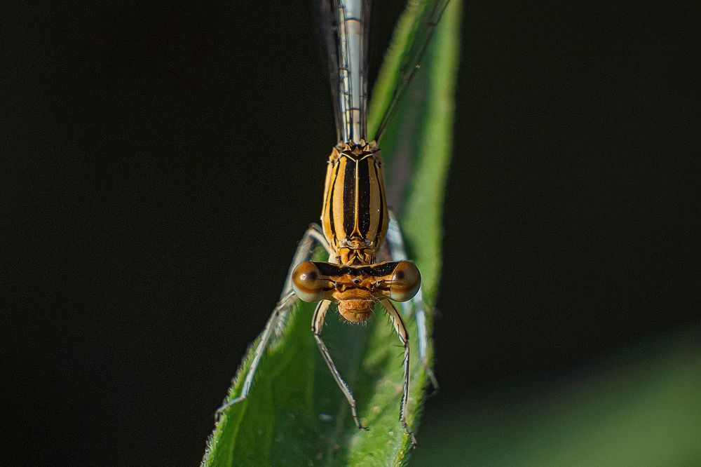 Photograph by Massimo Giorgetta