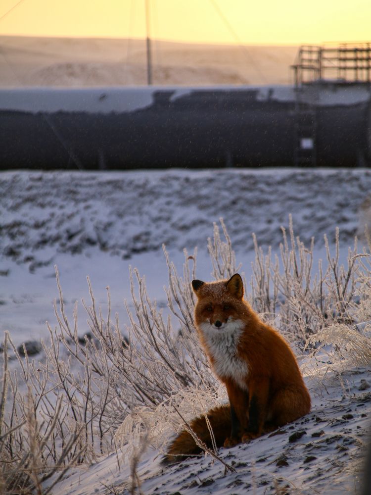 Photograph by Никита Серебряков