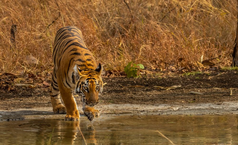 Photograph by Dipanjan Nath