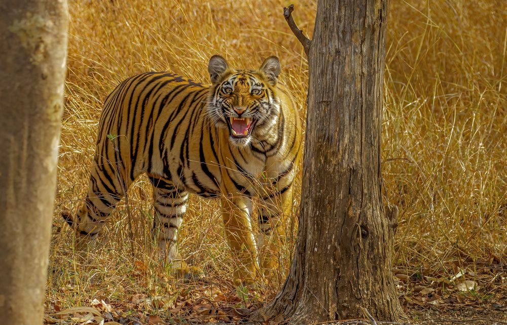 Photograph by Dipanjan Nath