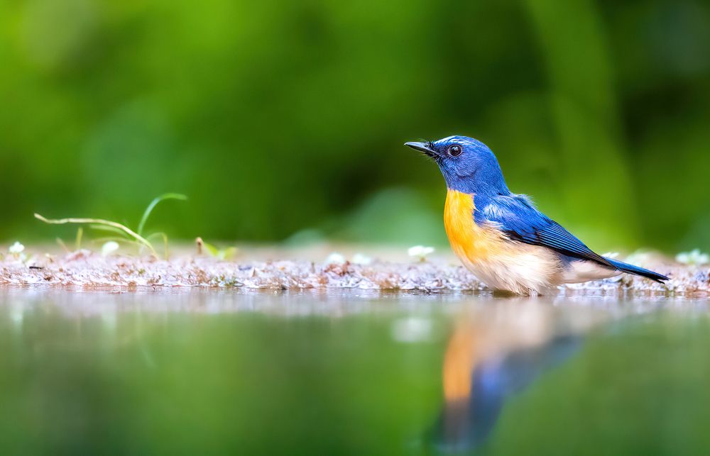 Photograph by Dipanjan Nath