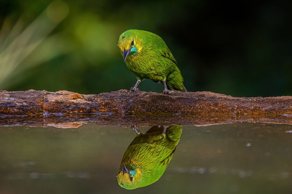 Photograph by Dipanjan Nath