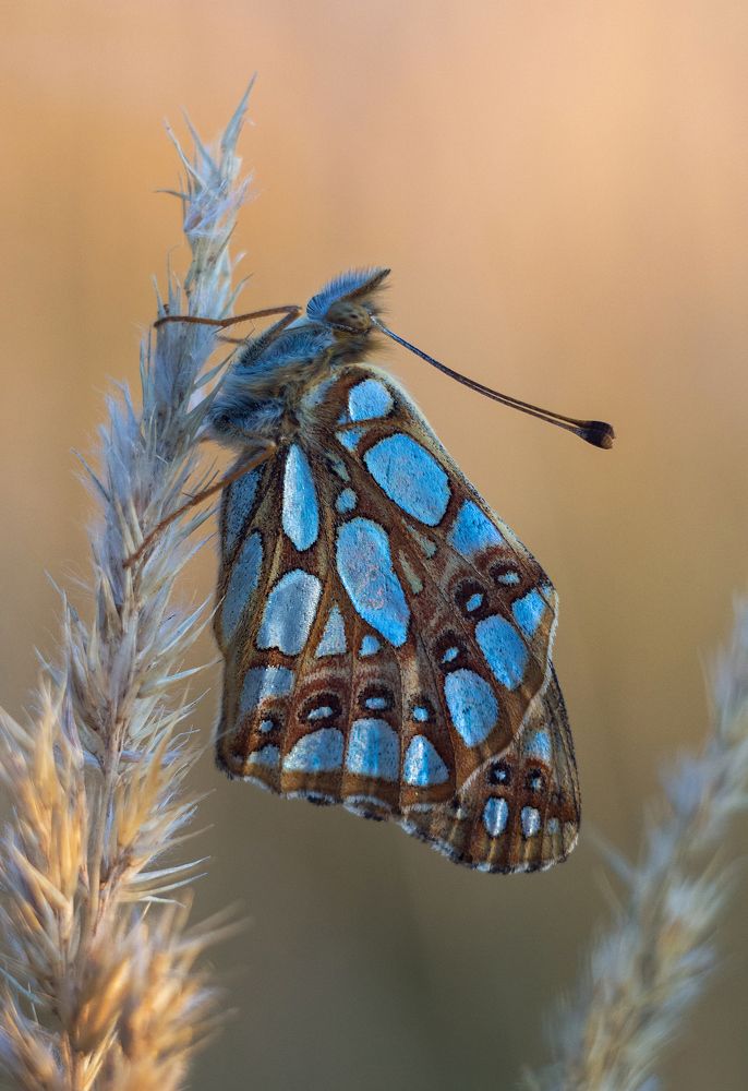 Photograph by Андрей Бурда
