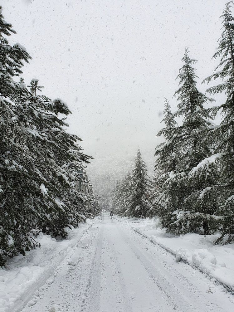 По заснеженной аллее