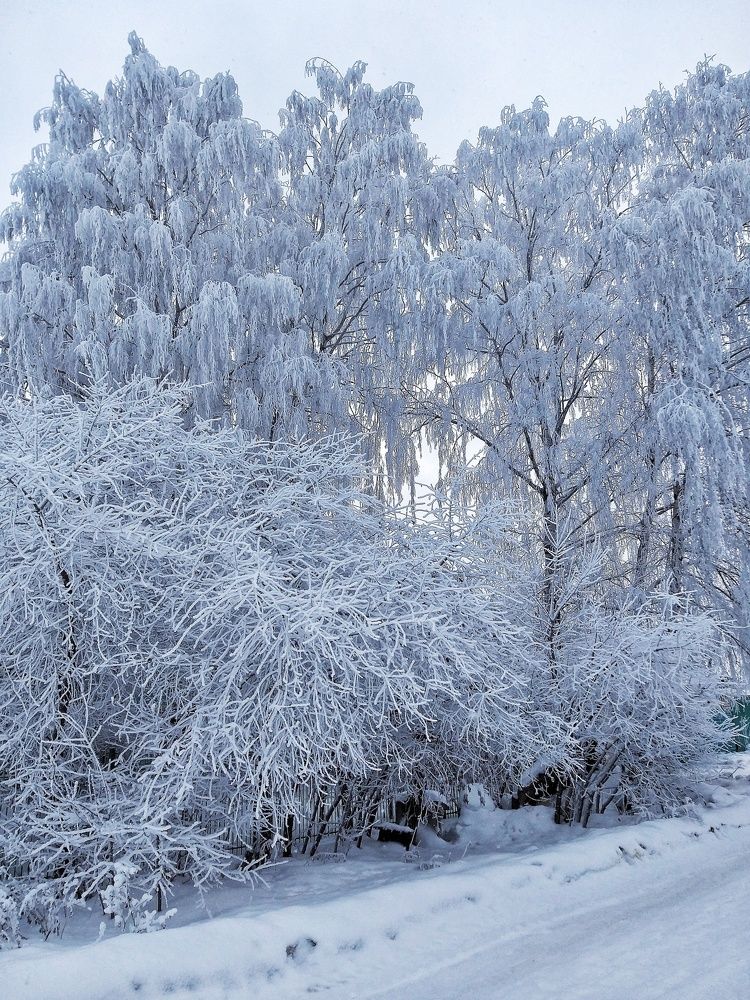 Зимнее утро