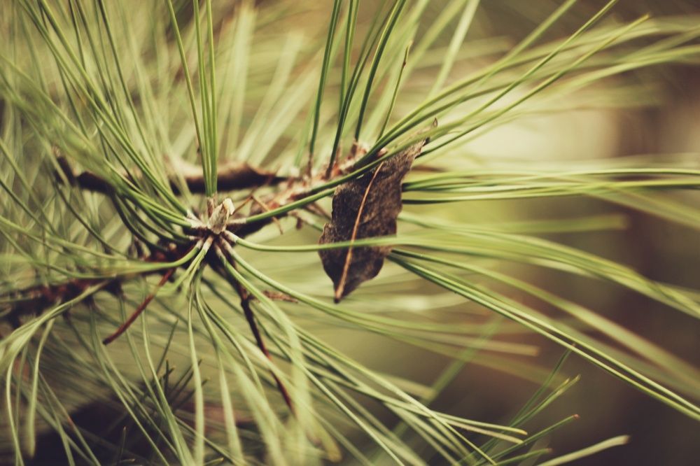 Photograph by Алёна Бондаренко