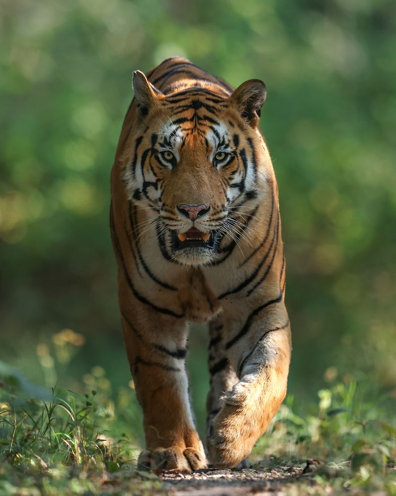 Photograph by Prashant Singh