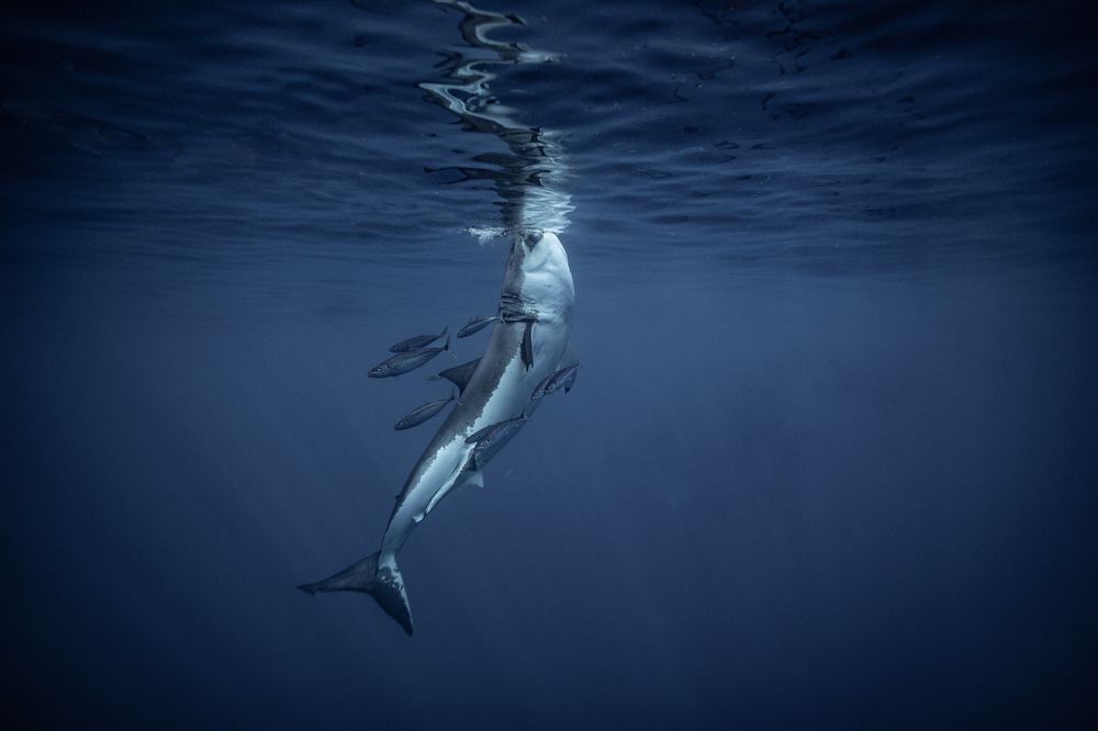 Photograph by Ceci Gutierrez