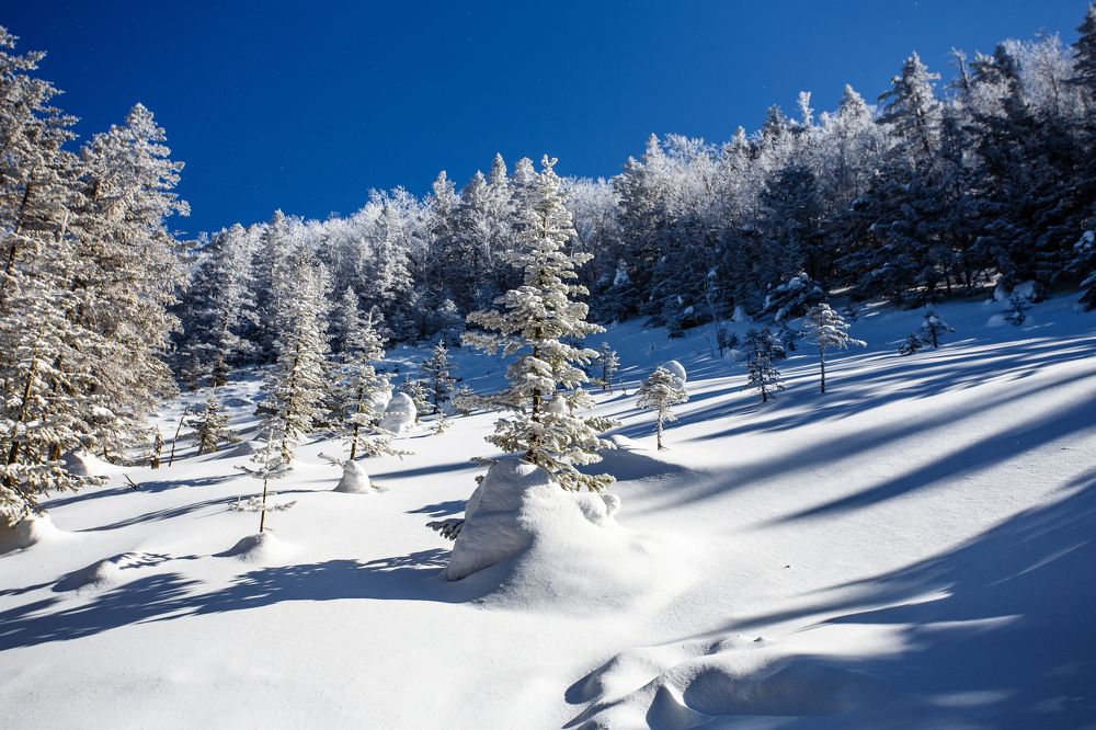 Спящий лес.