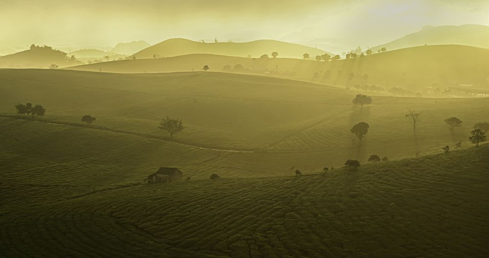 Photograph by Sắc Thừa