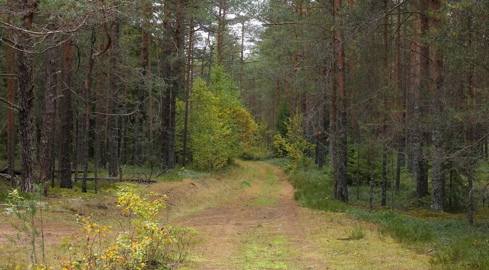 A wide trail with ruts in the pine forest in autumn