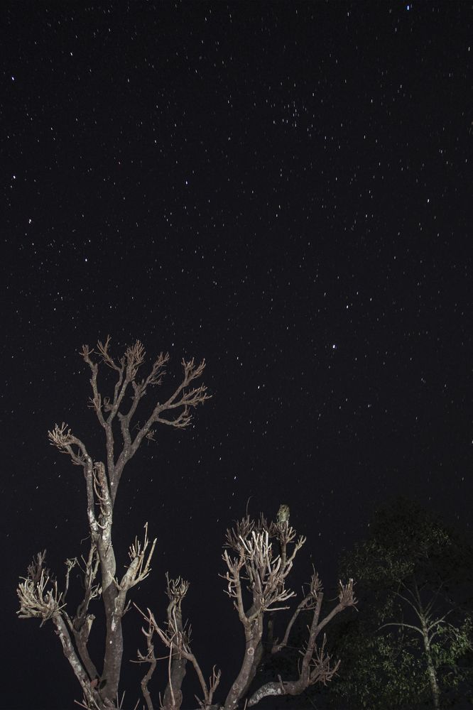 Nocturnal Bird in Stary Night