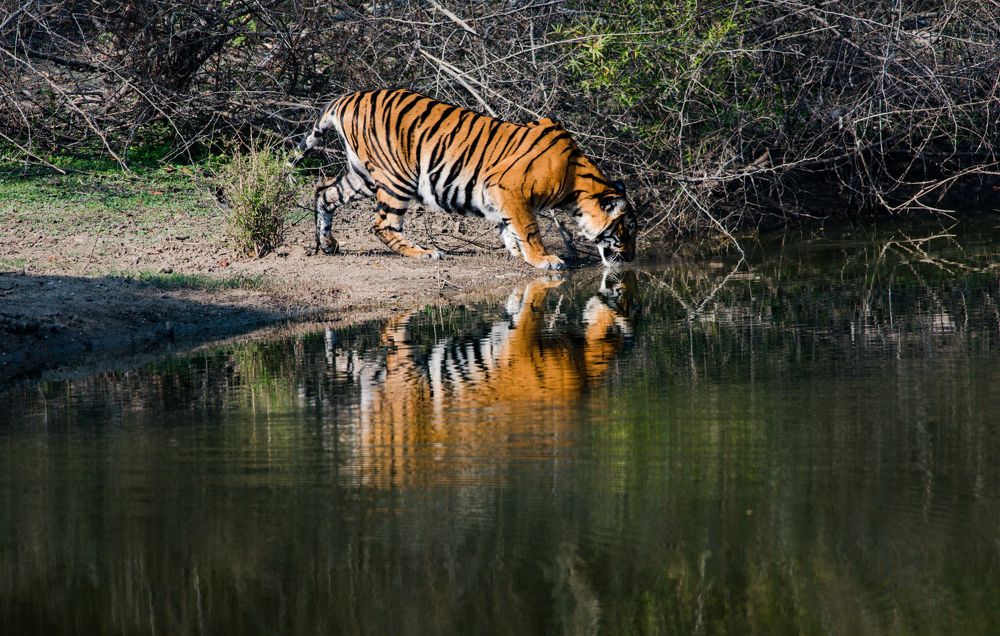 Thirsty Tiger