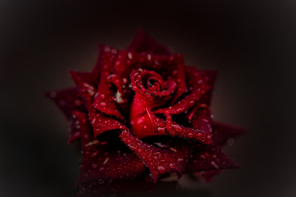 РОЗЫ ПОД ДОЖДЁМ.