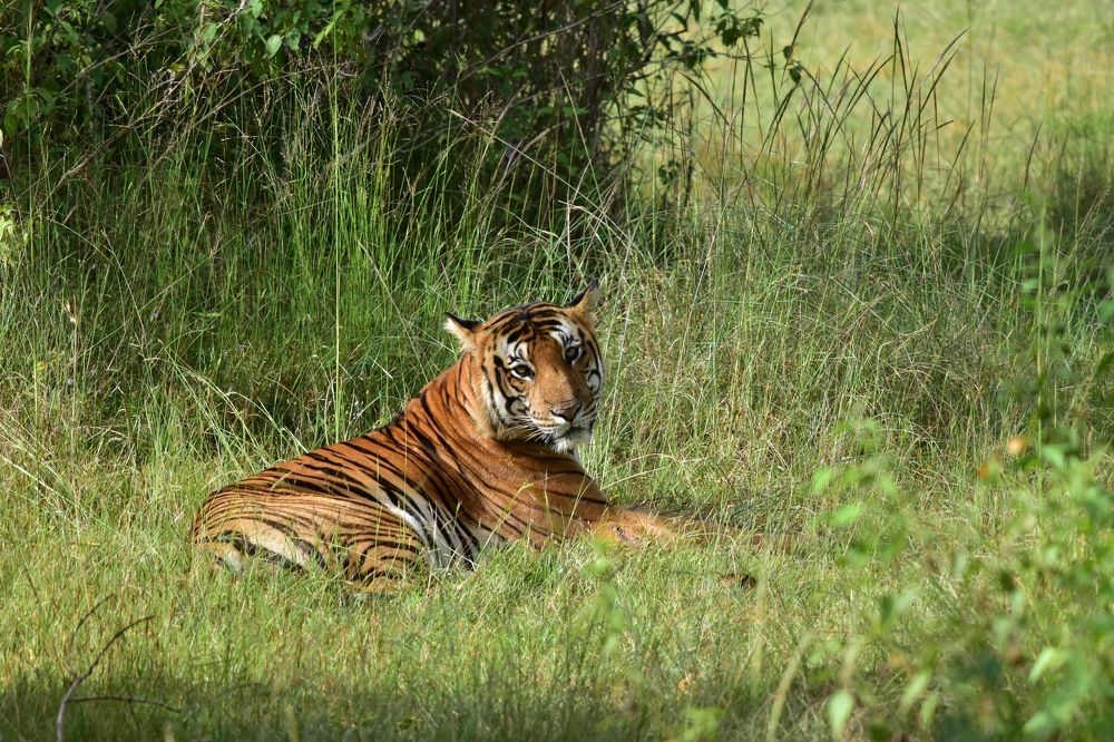 Tiger relaxing after fight