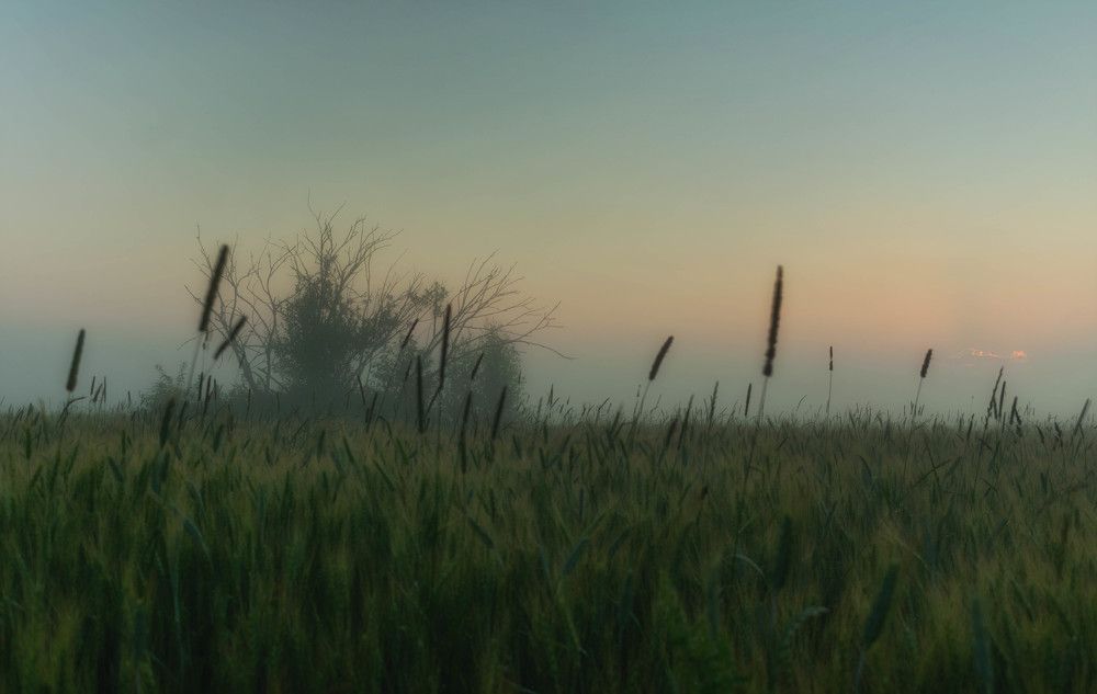 рассвет на поле в дымке
