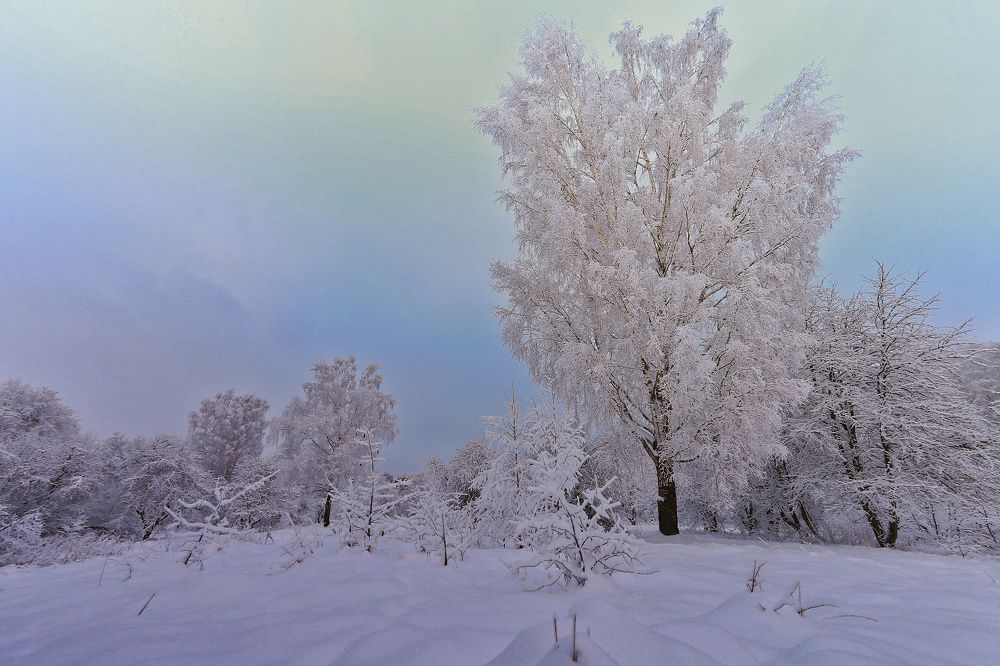 Белая береза под моим окном. Есенинские мотивы