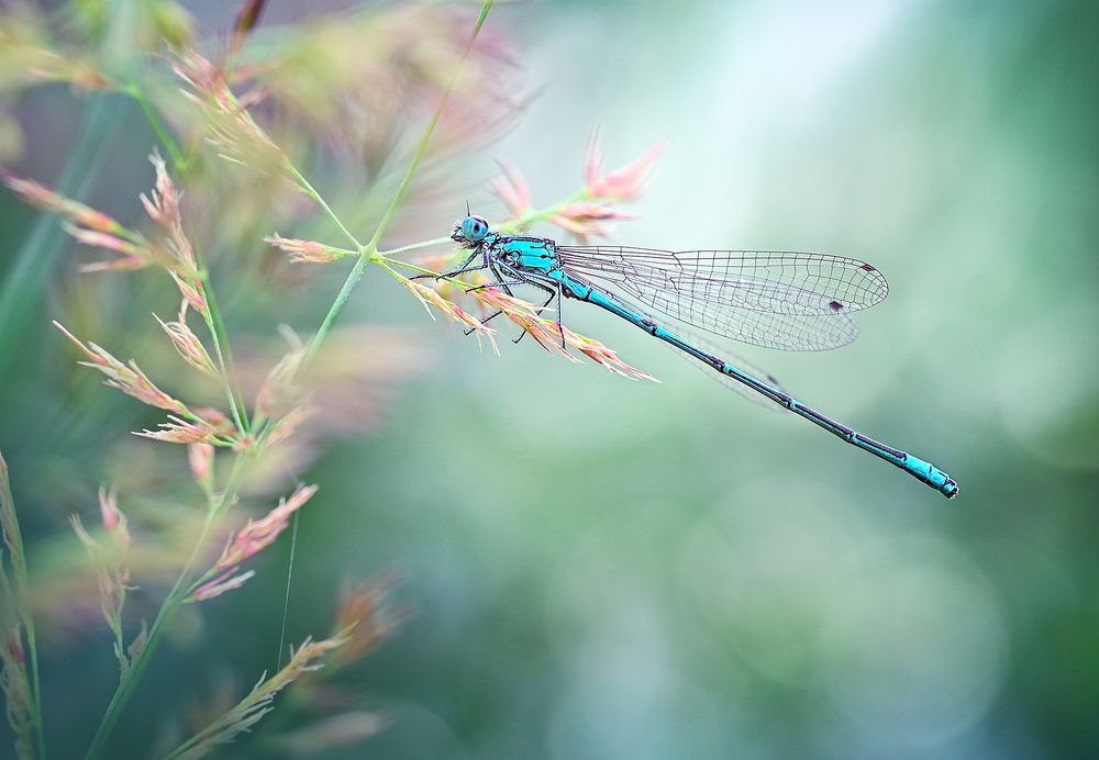 Photograph by Dana S.